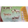 Image 3 : Saskatchewan hoofed animals poster - 33"x23"