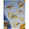 Image 3 : eagles, vulture and accipiters of Saskatchewan poster - 32"x22"