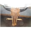 Image 2 : Handmade Buffalo Skull Table Glass Top ( 30 x 18 x 27")