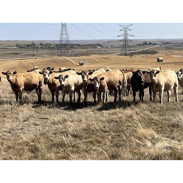 Crisp Ranches - 63 mâles castrés 850 à 990 lbs