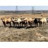 Image 1 : Crisp Ranches - 63 mâles castrés 850 à 990 lbs