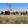 Image 2 : Crisp Ranches - 63 mâles castrés 850 à 990 lbs