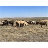 Image 3 : Crisp Ranches - 63 mâles castrés 850 à 990 lbs