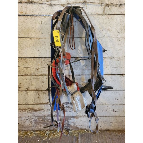 Reins, bridle