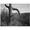 Image 1 : Adams - Cactus in Saguaro National Monument 3 in Arizona