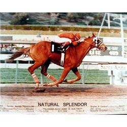 Natural Splendor Photograph W/ Frame and Blanket