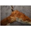 Image 2 : Fox Fur