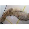 Image 1 : Coyote Fur ?