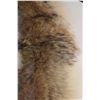 Image 2 : Coyote Fur ?