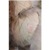Image 3 : Coyote Fur ?