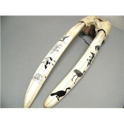Head Mount, Tusks are 26" scrimshawed by Al Mayac one with Loon and group of 3 Canadian Gees, sanhil