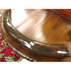 Restored Mammoth Tusk 34"