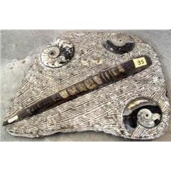 Fossilized Mussel Shells in original matrix