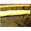 Image 11 : 7' 11" length x 2" diameter rare Narwhal Tusk from Tingit Indian Trader Heendai 1967 acquired pre-19