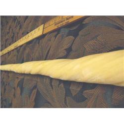 7' 11" length x 2" diameter rare Narwhal Tusk from Tingit Indian Trader Heendai 1967 acquired pre-19