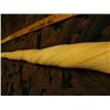 Image 25 : 7' 11" length x 2" diameter rare Narwhal Tusk from Tingit Indian Trader Heendai 1967 acquired pre-19