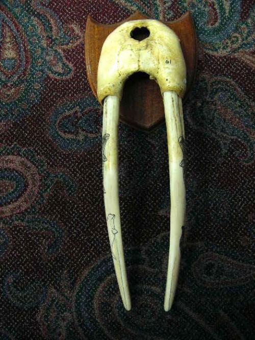 Scrimshawed Female Walrus Head Mount, tusks are approximately 21"