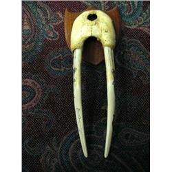 Scrimshawed Female Walrus Head Mount, tusks are approximately 21"