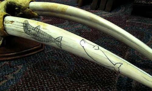 Scrimshawed Female Walrus Head Mount, tusks are approximately 21"