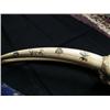 Image 7 : White Ivory Female Walrus Head mount Scrimshawed with Alaskan Animals, 23" Tusks, Min. Bid $600 (43)