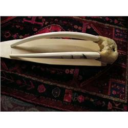 World Class Record class Walrus Head mount, 3" Tusks Scrimshawed with Birds, Min Bid $2000 (43)