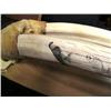 Image 3 : World Class Record class Walrus Head mount, 3" Tusks Scrimshawed with Birds, Min Bid $2000 (43)