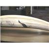 Image 5 : World Class Record class Walrus Head mount, 3" Tusks Scrimshawed with Birds, Min Bid $2000 (43)