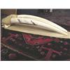 Image 6 : World Class Record class Walrus Head mount, 3" Tusks Scrimshawed with Birds, Min Bid $2000 (43)