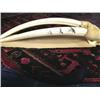 Image 7 : World Class Record class Walrus Head mount, 3" Tusks Scrimshawed with Birds, Min Bid $2000 (43)