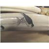 Image 8 : World Class Record class Walrus Head mount, 3" Tusks Scrimshawed with Birds, Min Bid $2000 (43)
