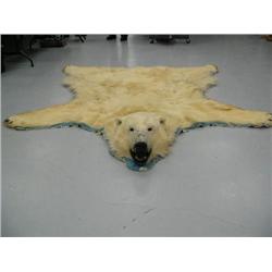 Polar Bear Hide 8' 8"  from Nose to Toe, 7'1" Back Toe to Back Toe