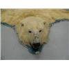 Image 3 : Polar Bear Hide 8' 8"  from Nose to Toe, 7'1" Back Toe to Back Toe