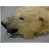 Image 5 : Polar Bear Hide 8' 8"  from Nose to Toe, 7'1" Back Toe to Back Toe