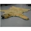 Image 6 : Polar Bear Hide 8' 8"  from Nose to Toe, 7'1" Back Toe to Back Toe