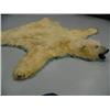Image 8 : Polar Bear Hide 8' 8"  from Nose to Toe, 7'1" Back Toe to Back Toe