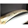 Image 1 : Scrimshawed 26" Walrus Tusk with Kayaker, Whale and Walrus (1)