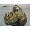 Image 1 : 8" Mammoth Tooth  (97)