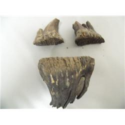 2 Baby Mammoth Teeth 2 1/2" and 4"  ( )