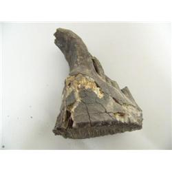 Mammoth Tooth 3"  ( )