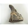 Image 1 : Mammoth Tooth 3"  ( )