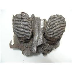 Pair of Mammoth tooth and Jaw bone  (97)