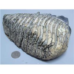 Mastodon 7" Mammoth Tooth (1)