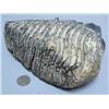 Image 1 : Mastodon 7" Mammoth Tooth (1)