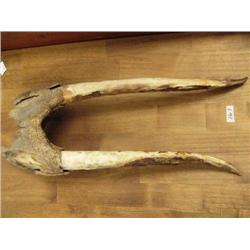 Fossilized Walrus Ivory Head Mount mounted on a Plaque (1)