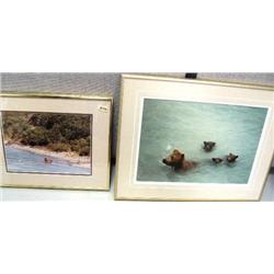 Pair of Bear Photographs, 1 signed 27/950 by Mark Newman  (36)