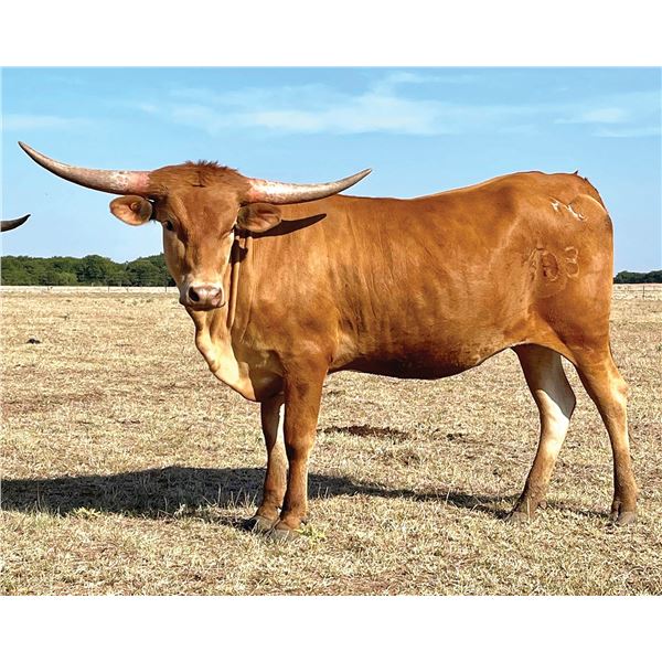 KCS 20 Shades Lighter