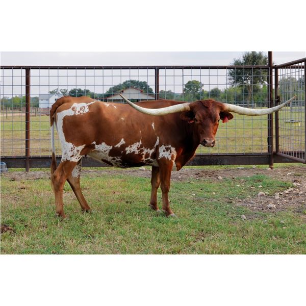 SUB LOT - ECR Graceful Dove