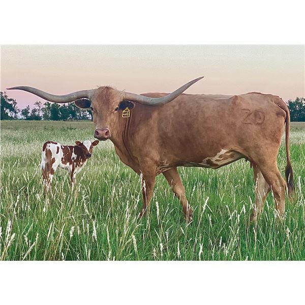 ZD JAM’N LIL’ MEASLES