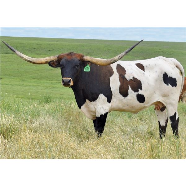 GLR MONIKAS TEXANA GAL