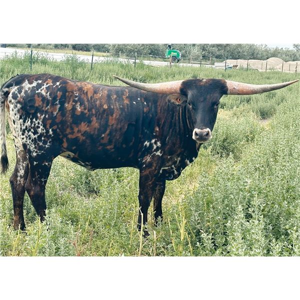 JHCC GOLDEN SPARKLES